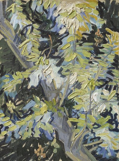 Acacia en flor, c.1889 de Vincent van Gogh